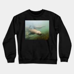 An Inquisitive Sea Lion Off the Shores of Vancouver Island Crewneck Sweatshirt